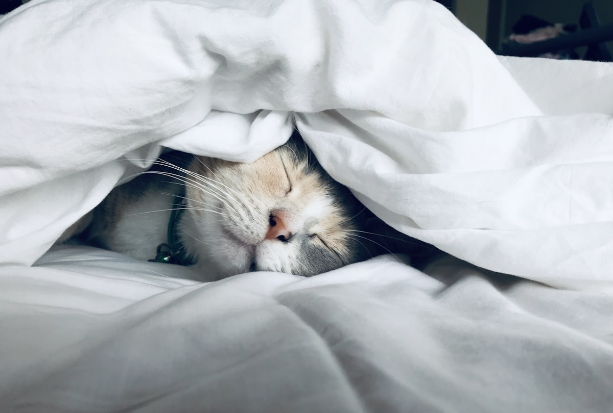 ReeSleep – Akıllı Uyku Koçu kapak görseli
